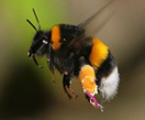 Types of Bees - Bumblebee